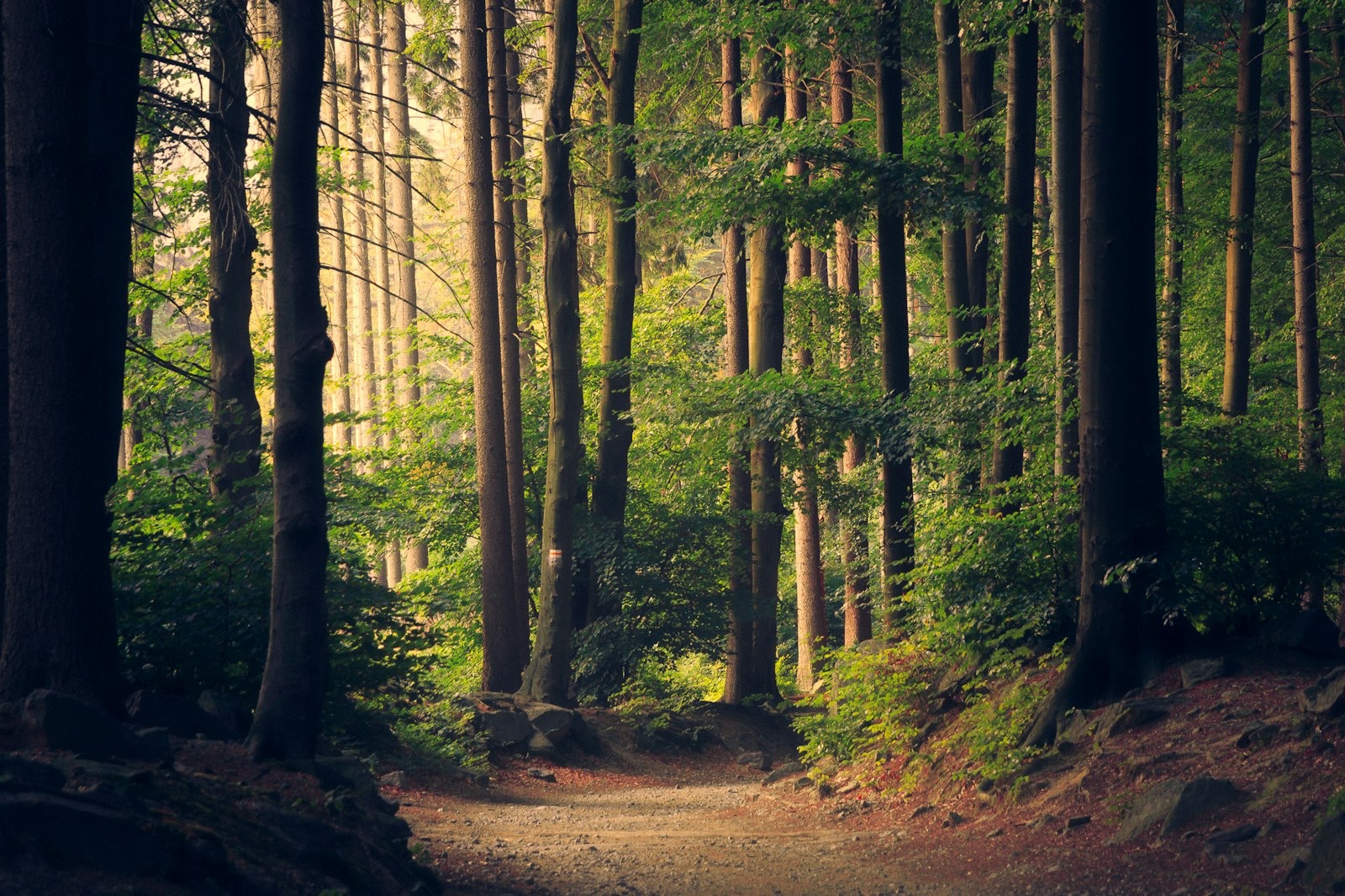 Person gathering plants among trees