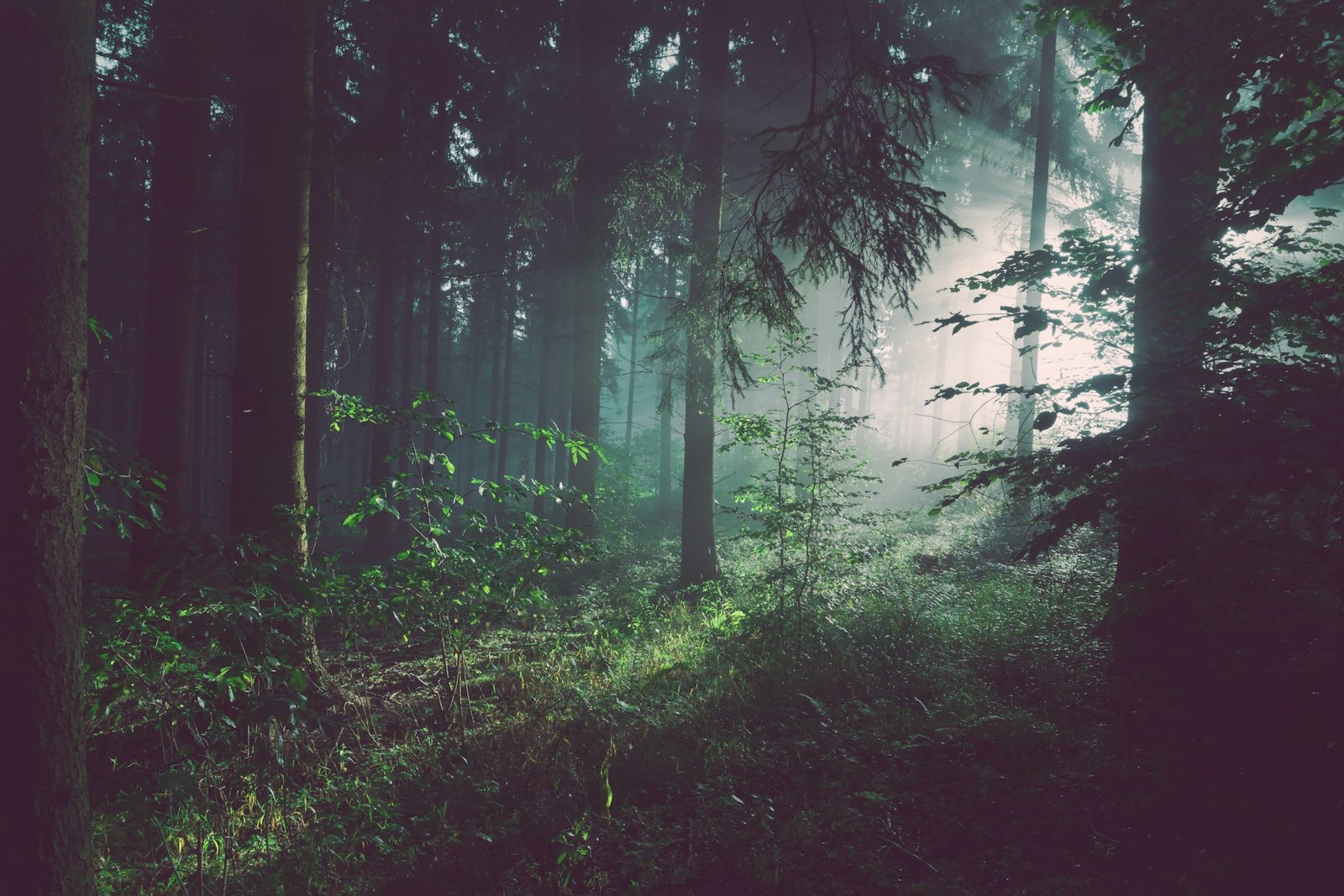 Dense Nordic forest with soft green light through canopy